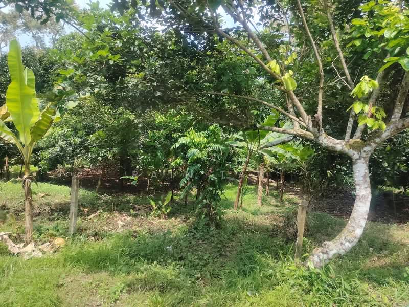 Agricultural Land for Sale in Lenggeng (Negeri Sembilan) - Rain Tan - Garden - PropertyGuru.com.my