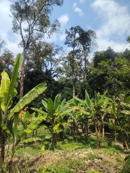 Agricultural Land for Sale in Lenggeng (Negeri Sembilan) - Rain Tan - Garden - PropertyGuru.com.my
