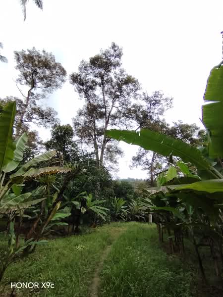 Agricultural Land for Sale in Lenggeng (Negeri Sembilan) - Rain Tan - Garden - PropertyGuru.com.my