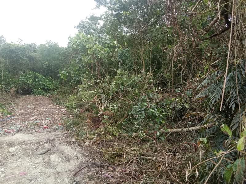 Agricultural Land for Sale in Kampung Tanjung Kupang (Gelang Patah) - Regina Khor - PropertyGuru.com.my