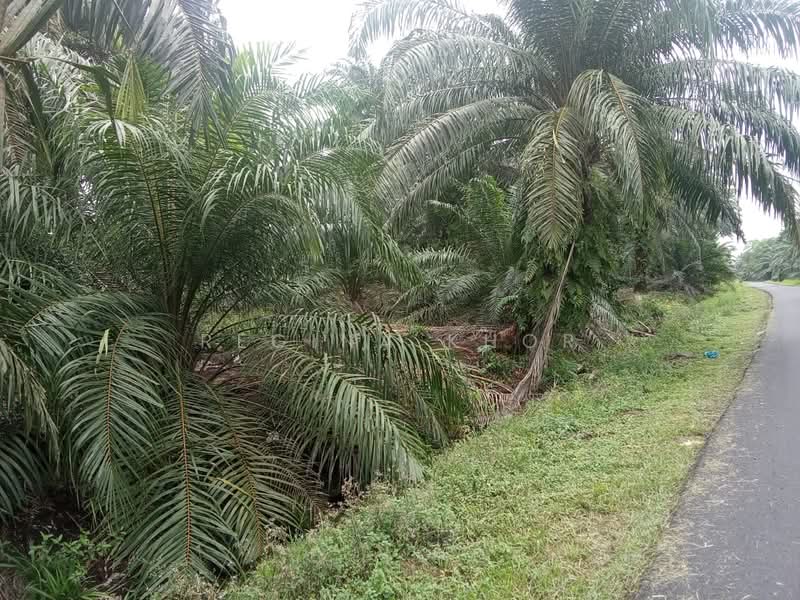 Agricultural Land for Sale in Sungai Karang (Johor) - Regina Khor - PropertyGuru.com.my