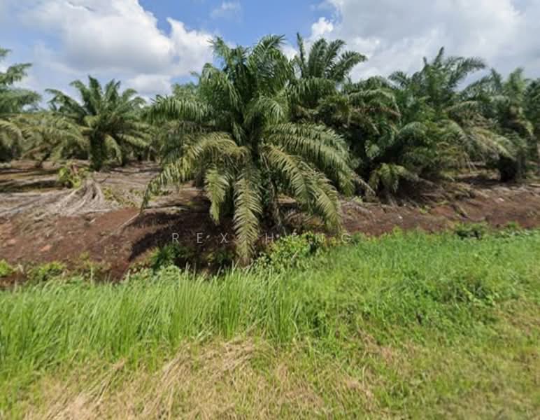 Tanah Pertanian untuk Dijual di Kampung Sinar Harapan (Jeram Batu) - Rex Heng - PropertyGuru.com.my