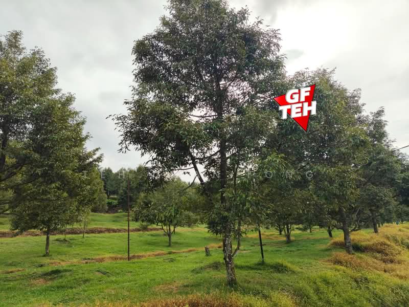 Tanah Pertanian untuk Dijual di Bandar Baharu (Kedah) - Teh Guan Fong - Garden - PropertyGuru.com.my