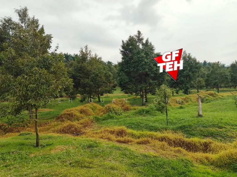 Tanah Pertanian untuk Dijual di Bandar Baharu (Kedah) - Teh Guan Fong - Garden - PropertyGuru.com.my