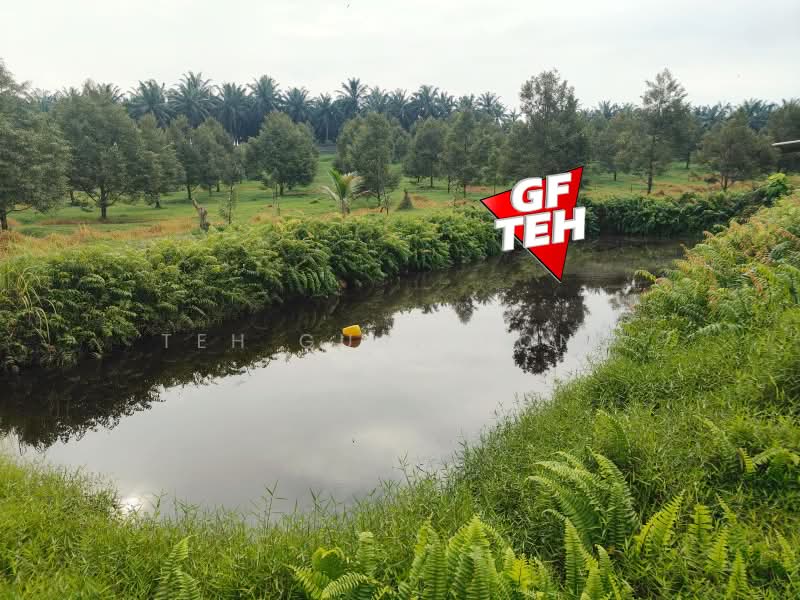 Tanah Pertanian untuk Dijual di Bandar Baharu (Kedah) - Teh Guan Fong - Exterior - PropertyGuru.com.my