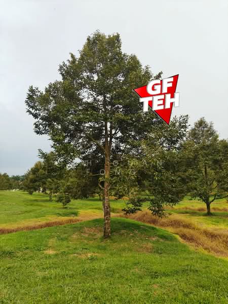 Tanah Pertanian untuk Dijual di Bandar Baharu (Kedah) - Teh Guan Fong - Garden - PropertyGuru.com.my