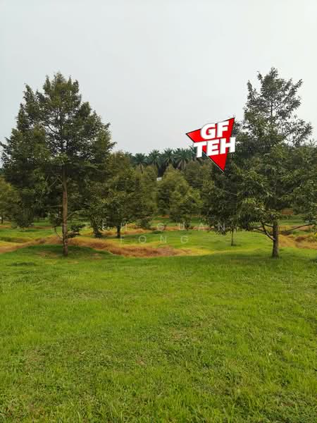 Tanah Pertanian untuk Dijual di Bandar Baharu (Kedah) - Teh Guan Fong - Garden - PropertyGuru.com.my