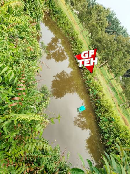 Tanah Pertanian untuk Dijual di Bandar Baharu (Kedah) - Teh Guan Fong - Garden - PropertyGuru.com.my