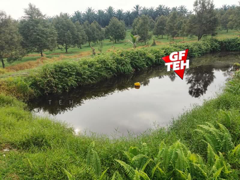 Tanah Pertanian untuk Dijual di Bandar Baharu (Kedah) - Teh Guan Fong - Exterior - PropertyGuru.com.my