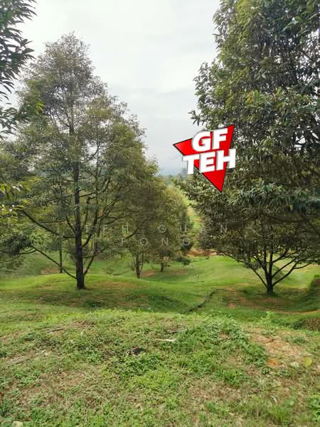 Tanah Pertanian untuk Dijual di Bandar Baharu (Kedah) - Teh Guan Fong - Garden - PropertyGuru.com.my