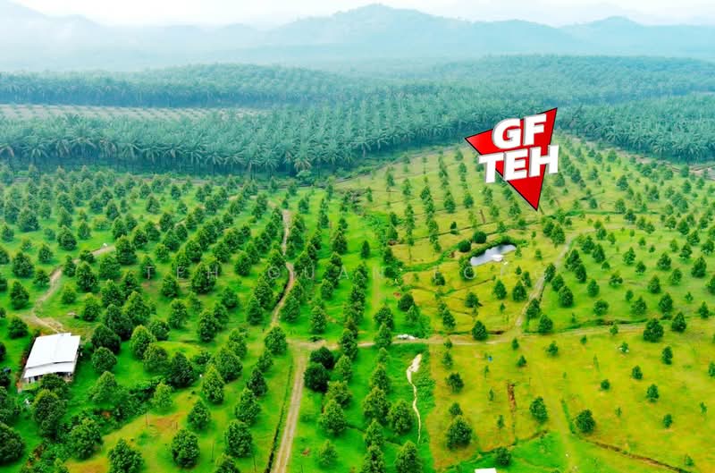 Tanah Pertanian untuk Dijual di Bandar Baharu (Kedah) - Teh Guan Fong - Exterior - PropertyGuru.com.my