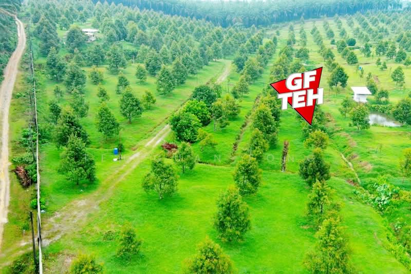 Tanah Pertanian untuk Dijual di Bandar Baharu (Kedah) - Teh Guan Fong - Exterior - PropertyGuru.com.my