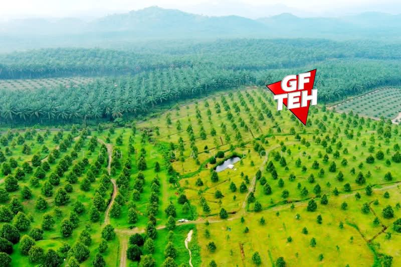 Tanah Pertanian untuk Dijual di Bandar Baharu (Kedah) - Teh Guan Fong - Exterior - PropertyGuru.com.my