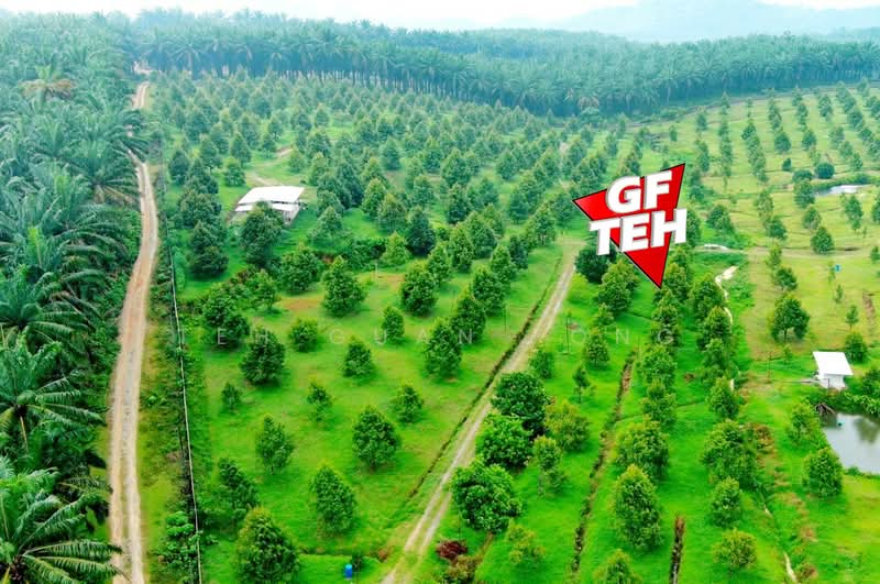 Tanah Pertanian untuk Dijual di Bandar Baharu (Kedah) - Teh Guan Fong - Exterior - PropertyGuru.com.my