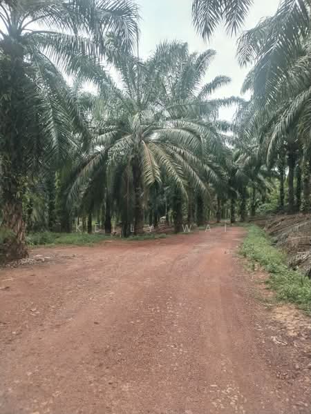 Agricultural Land for Sale in Bera (Pahang) - Kelly Wai - Exterior - PropertyGuru.com.my