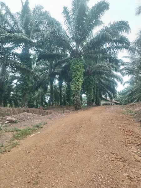 Agricultural Land for Sale in Bera (Pahang) - Kelly Wai - Exterior - PropertyGuru.com.my