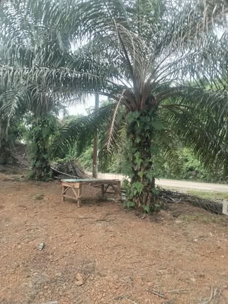 Agricultural Land for Sale in Bera (Pahang) - Kelly Wai - Exterior - PropertyGuru.com.my