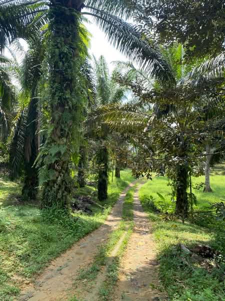 Agricultural Land for Sale in Senai (Kulai) - Kelly Wai - Exterior - PropertyGuru.com.my