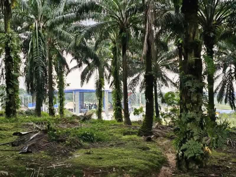 Agricultural Land for Sale in Pekan Nenas (Jeram Batu) - Lesley Siang - Exterior - PropertyGuru.com.my