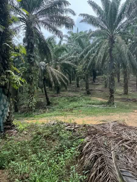 Agricultural Land for Sale in Ulu Tiram (Johor) - Kelly Wai - Exterior - PropertyGuru.com.my