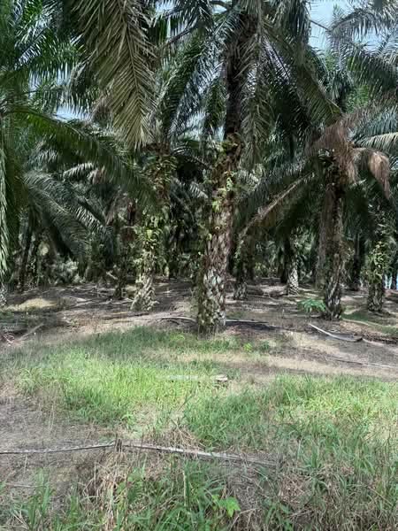 Agricultural Land for Sale in Ulu Tiram (Johor) - Kelly Wai - Exterior - PropertyGuru.com.my