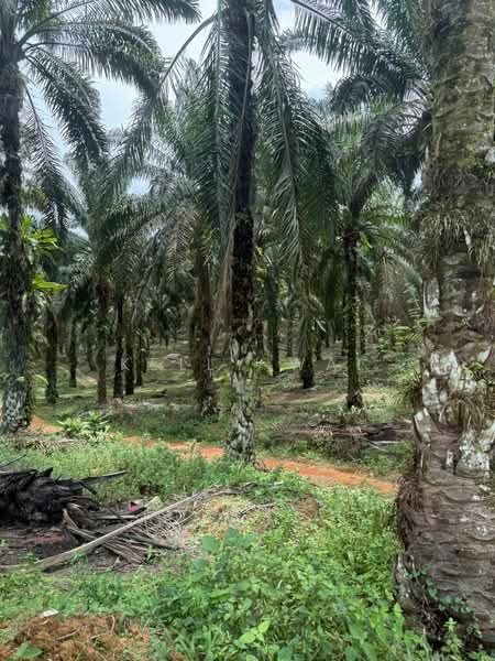 Agricultural Land for Sale in Ulu Tiram (Johor) - Kelly Wai - Exterior - PropertyGuru.com.my