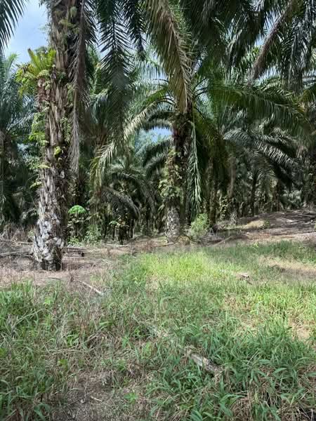 Agricultural Land for Sale in Ulu Tiram (Johor) - Kelly Wai - Exterior - PropertyGuru.com.my