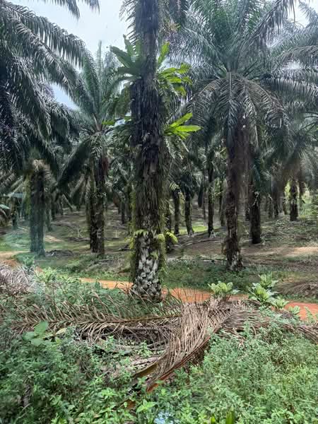 Agricultural Land for Sale in Ulu Tiram (Johor) - Kelly Wai - Exterior - PropertyGuru.com.my