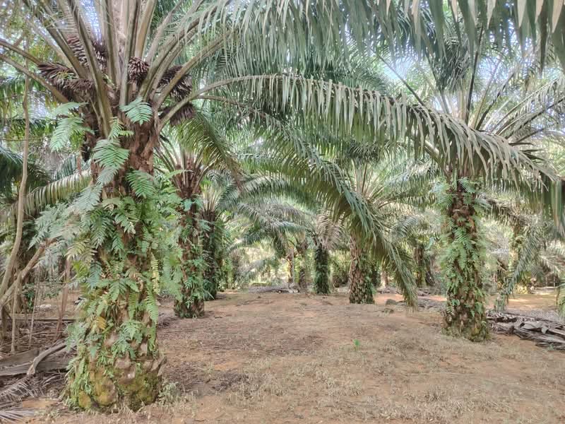 Agricultural Land for Sale in Taman Mawai (Kota Tinggi) - Kelly Wai - Exterior - PropertyGuru.com.my