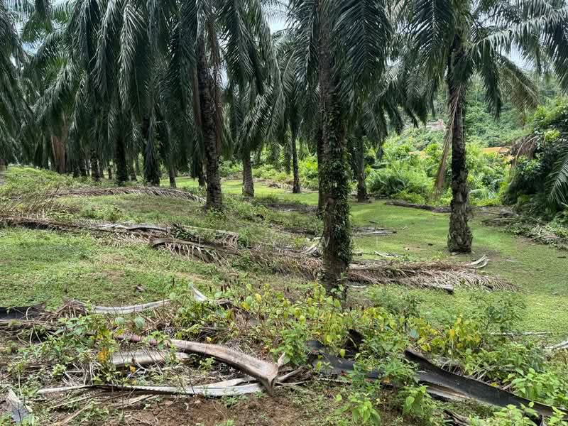 Agricultural Land for Sale in Jerantut (Pahang) - Kelly Wai - Exterior - PropertyGuru.com.my