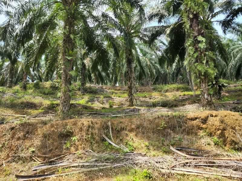 Agricultural Land for Sale in Jerantut (Pahang) - Kelly Wai - Exterior - PropertyGuru.com.my