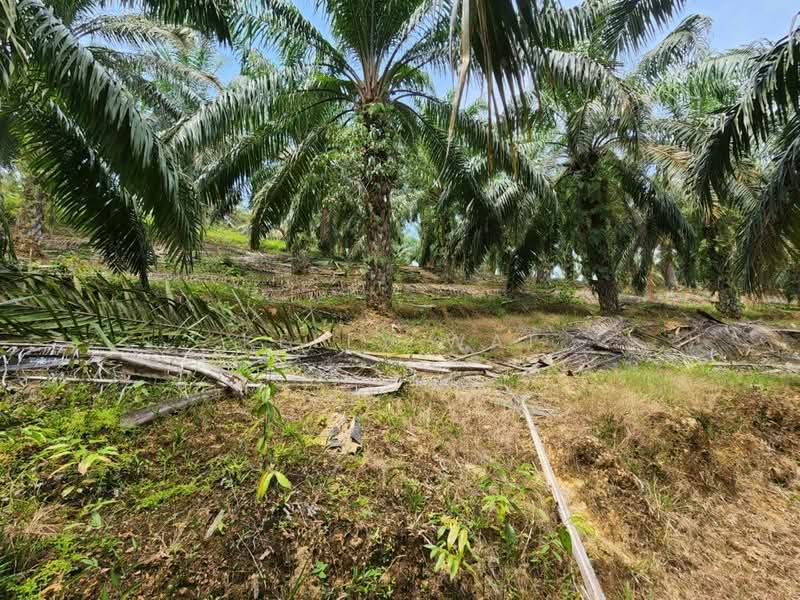 Agricultural Land for Sale in Jerantut (Pahang) - Kelly Wai - Exterior - PropertyGuru.com.my