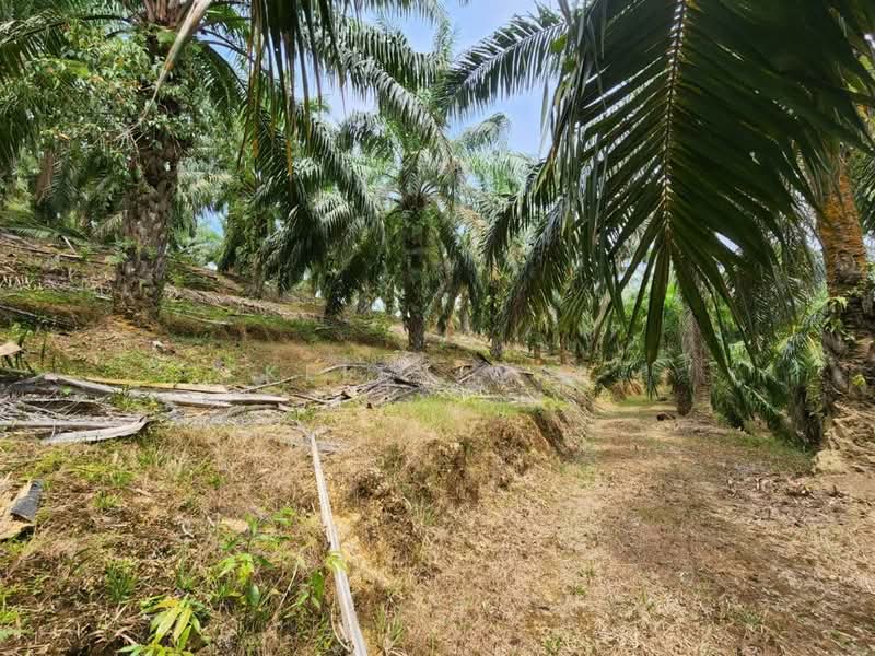 Agricultural Land for Sale in Jerantut (Pahang) - Kelly Wai - Exterior - PropertyGuru.com.my
