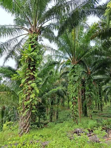 Agricultural Land for Sale in Bandar Ekar Rantau (Rantau) - Chong Pei Sze - Exterior - PropertyGuru.com.my