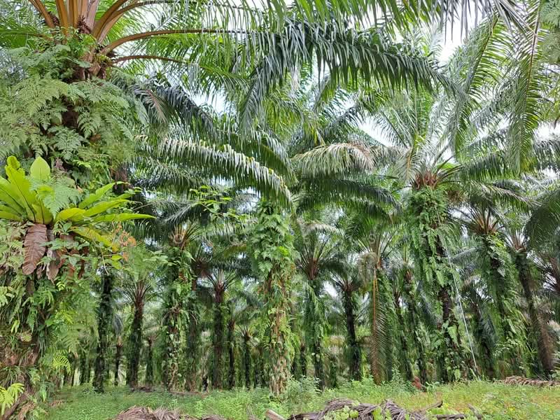Agricultural Land for Sale in Bandar Ekar Rantau (Rantau) - Chong Pei Sze - Exterior - PropertyGuru.com.my