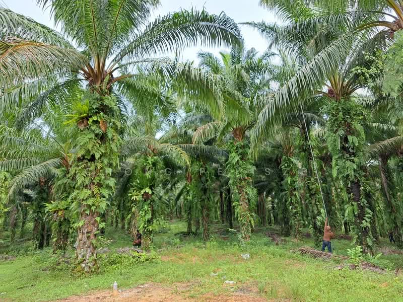 Agricultural Land for Sale in Bandar Ekar Rantau (Rantau) - Chong Pei Sze - Exterior - PropertyGuru.com.my