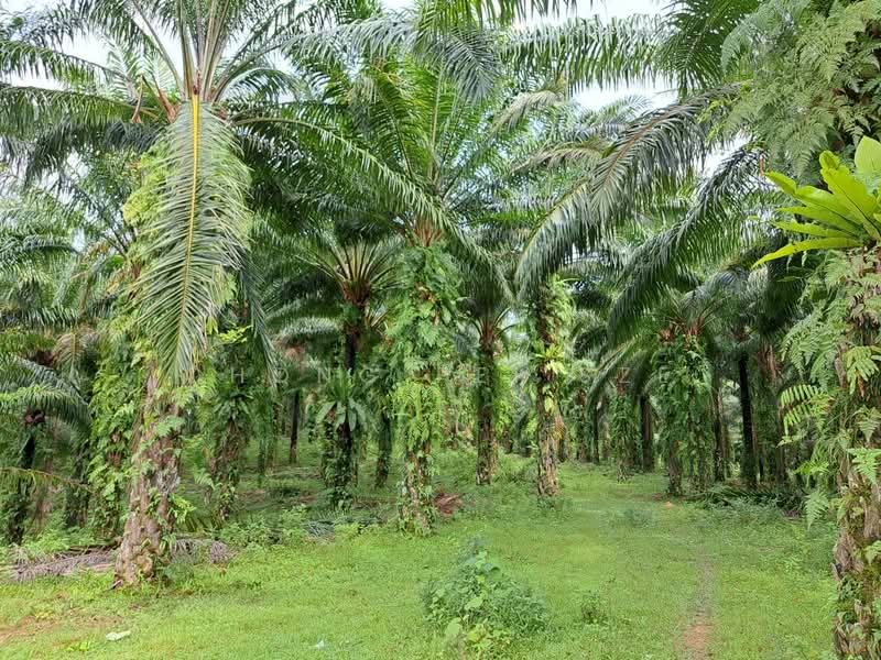 Agricultural Land for Sale in Bandar Ekar Rantau (Rantau) - Chong Pei Sze - Garden - PropertyGuru.com.my
