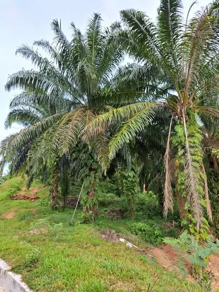 Agricultural Land for Sale in Bandar Ekar Rantau (Rantau) - Chong Pei Sze - Exterior - PropertyGuru.com.my