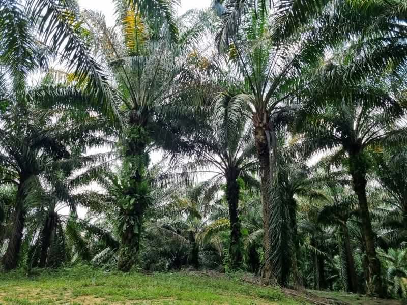 Tanah Pertanian untuk Dijual di Temoh (Perak) - Abby Tan - Exterior - PropertyGuru.com.my