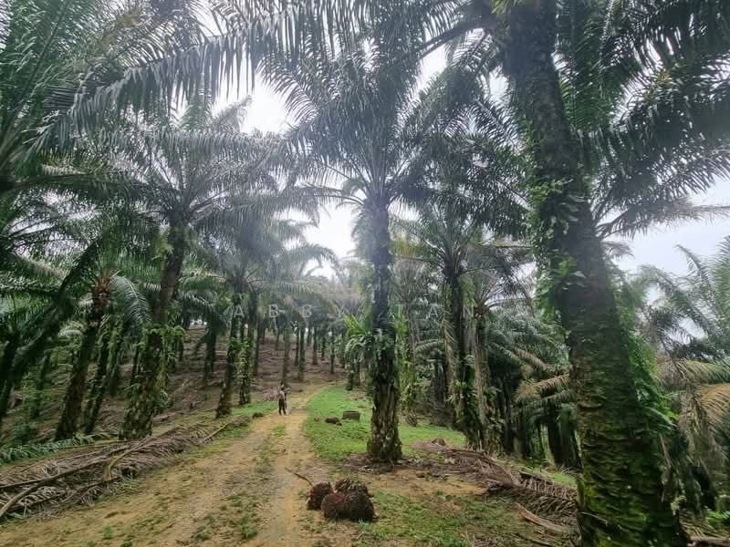 Tanah Pertanian untuk Dijual di Temoh (Perak) - Abby Tan - Exterior - PropertyGuru.com.my