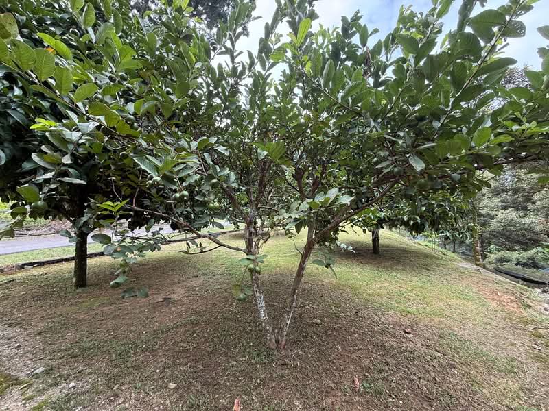Tanah Kediaman untuk Dijual di Pajam (Mantin) - Zuraidah Dan - PropertyGuru.com.my