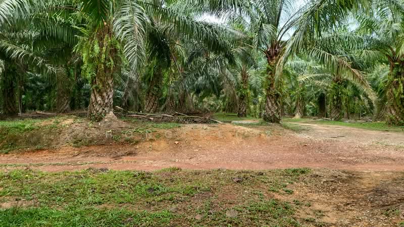 Tanah Pertanian untuk Dijual di Linggi (Negeri Sembilan) - Chong Pei Sze - Garden - PropertyGuru.com.my