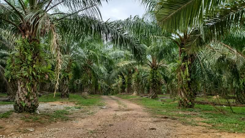 Tanah Pertanian untuk Dijual di Linggi (Negeri Sembilan) - Chong Pei Sze - Exterior - PropertyGuru.com.my