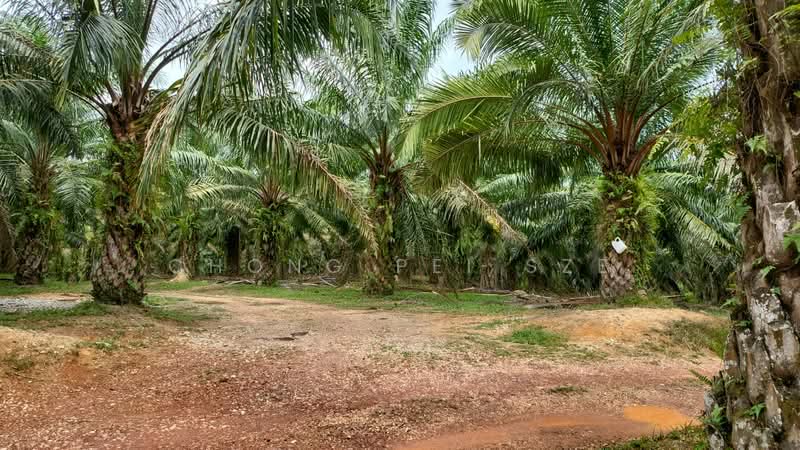 Tanah Pertanian untuk Dijual di Linggi (Negeri Sembilan) - Chong Pei Sze - PropertyGuru.com.my