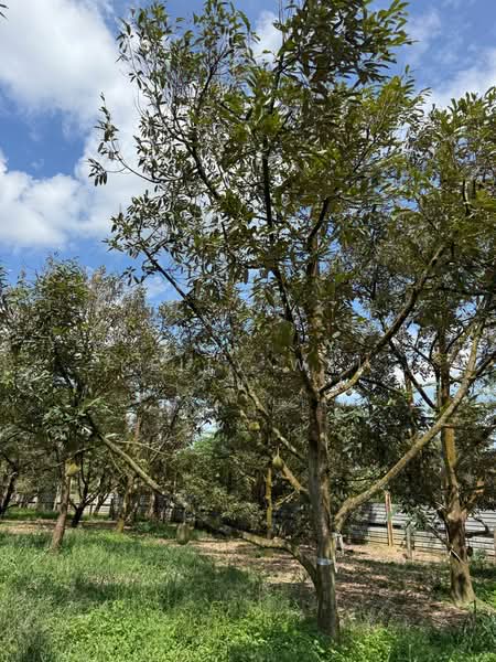Agricultural Land for Sale in Taman Desa Cemerlang (Ulu Tiram) - Kelly Wai - Garden - PropertyGuru.com.my