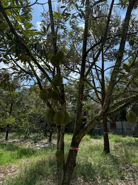 Agricultural Land for Sale in Taman Desa Cemerlang (Ulu Tiram) - Kelly Wai - Garden - PropertyGuru.com.my