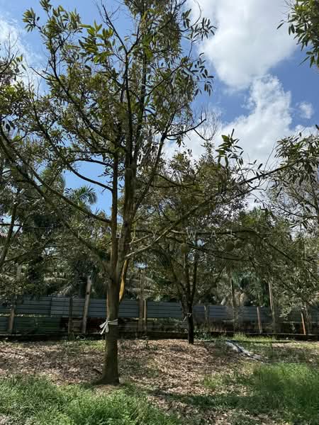 Agricultural Land for Sale in Taman Desa Cemerlang (Ulu Tiram) - Kelly Wai - Exterior - PropertyGuru.com.my