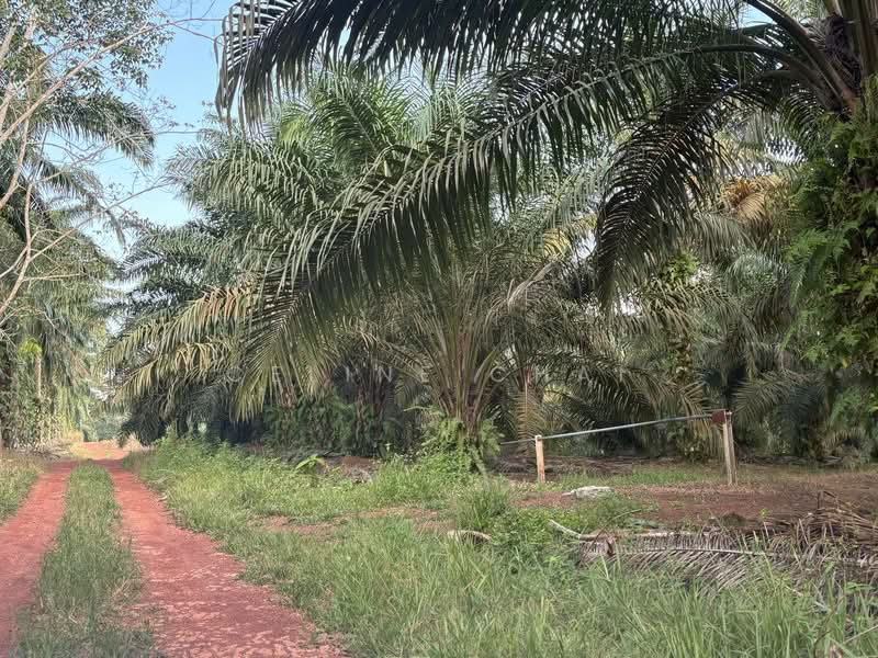 Tanah Pertanian untuk Dijual di Kangkar Baru (Yong Peng) - Celine Chai - Exterior - PropertyGuru.com.my