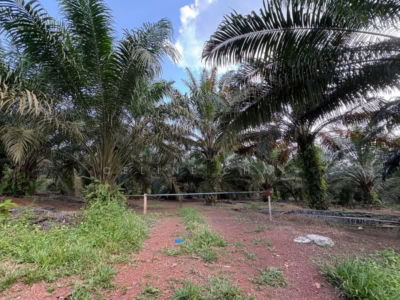 Tanah Pertanian untuk Dijual di Kangkar Baru (Yong Peng) - Celine Chai - Exterior - PropertyGuru.com.my
