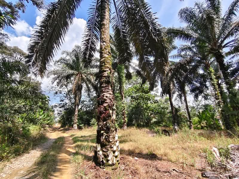 Tanah Pertanian untuk Dijual di Kluang (Johor) - Victor Lim - PropertyGuru.com.my